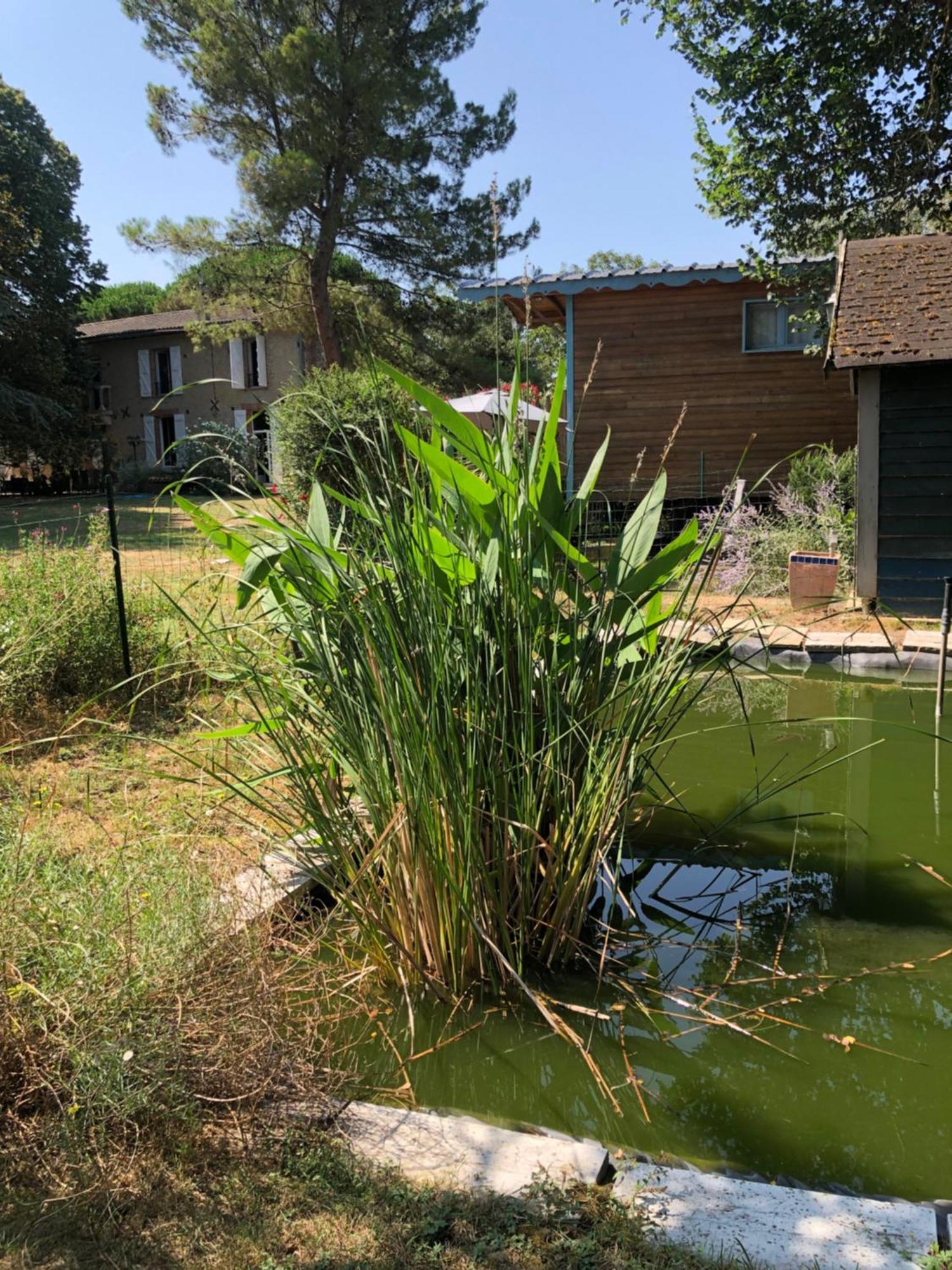 La Bastide De Negra Bed & Breakfast Montesquieu-Lauragais Exterior foto