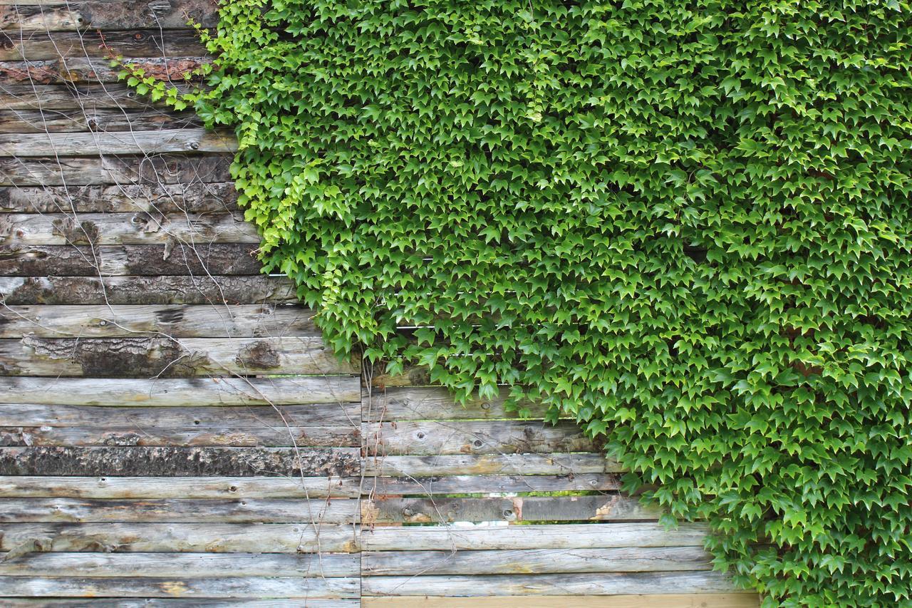 La Bastide De Negra Bed & Breakfast Montesquieu-Lauragais Exterior foto